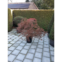 Acer Palmatum Garnet rood 