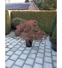 Acer Palmatum Garnet rood 