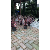 Cordyline aus. Southern Splendour ( Koolpalm rood)