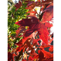 Liquidambar styraciflua (Amberboom)